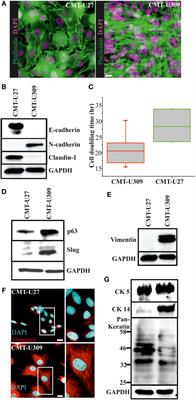 Analysis of Contractility and Invasion Potential of Two Canine Mammary Tumor Cell Lines